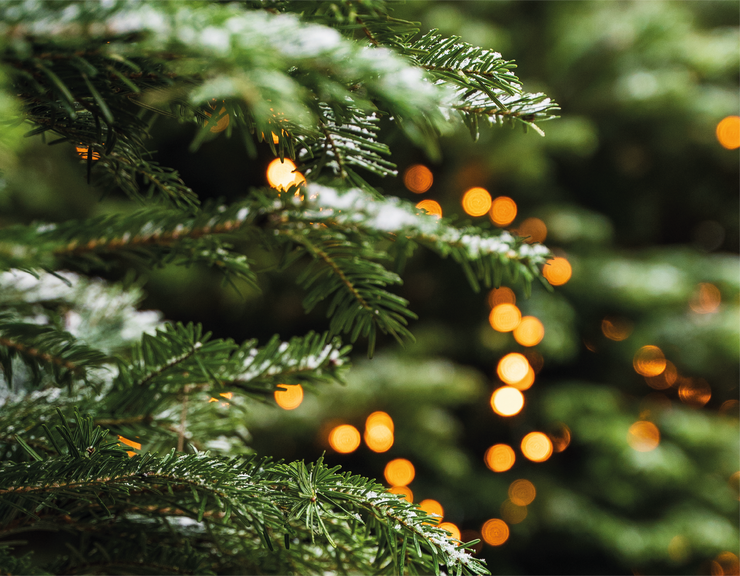 Tree light